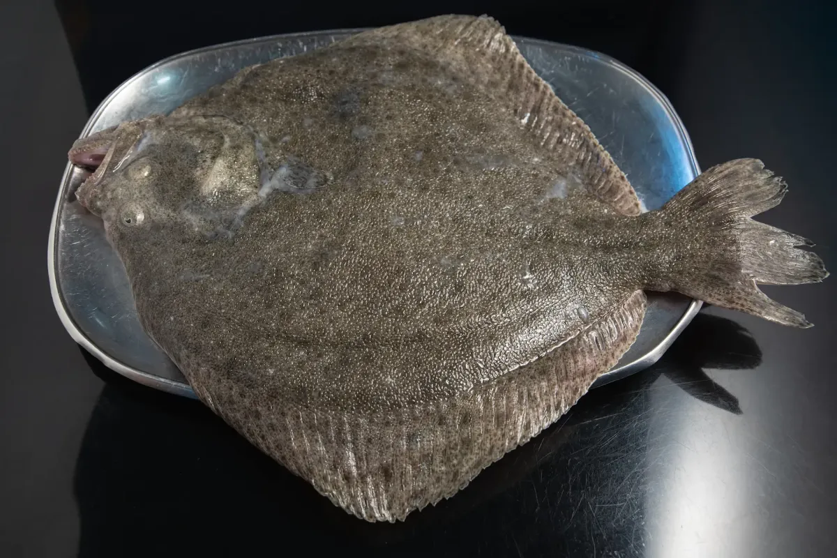 Peixe Pregado fresco na Tasca da Fatinha Setúbal