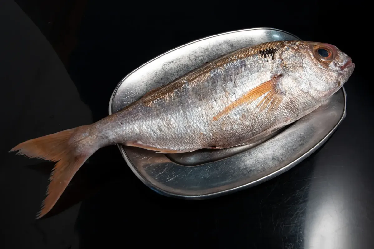 Peixe Besugo fresco na Tasca da Fatinha Setúbal