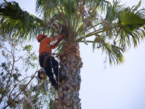 Tree Trimming & Care in Houston, TX