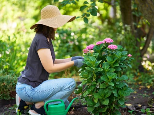 Lawn Care & Maintenance in Houston, TX