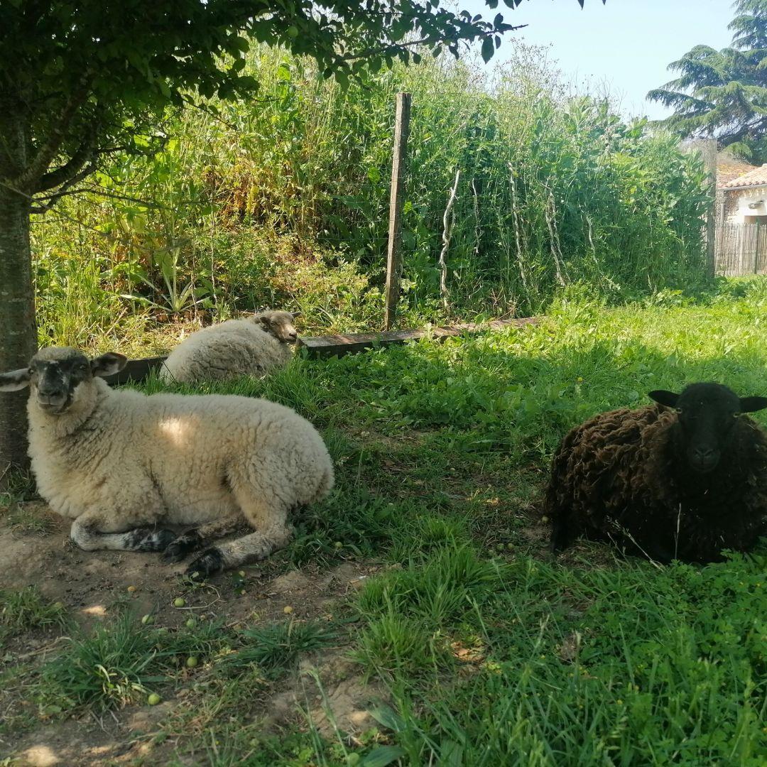 brebis, mouton d'Ouessant, vacances à la ferme