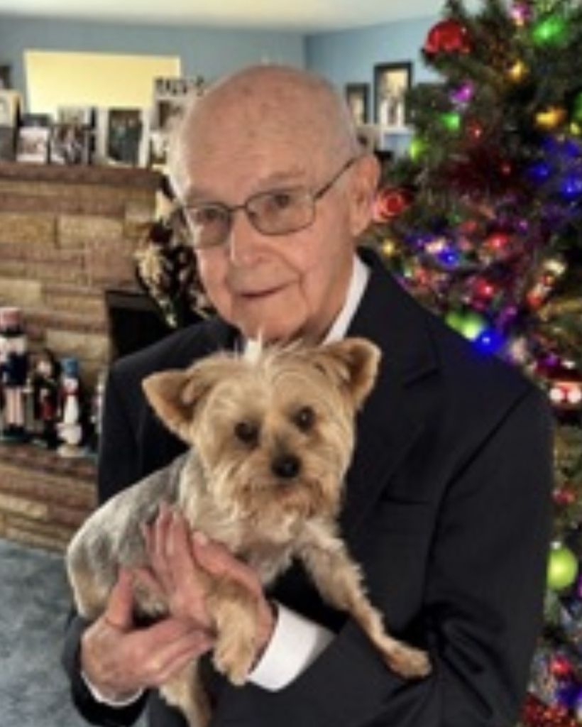 silhouette photo of trees during golden hour