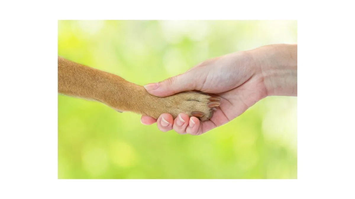 Building trust through dog obedience training in Louisville, KY and surrounding areas. 