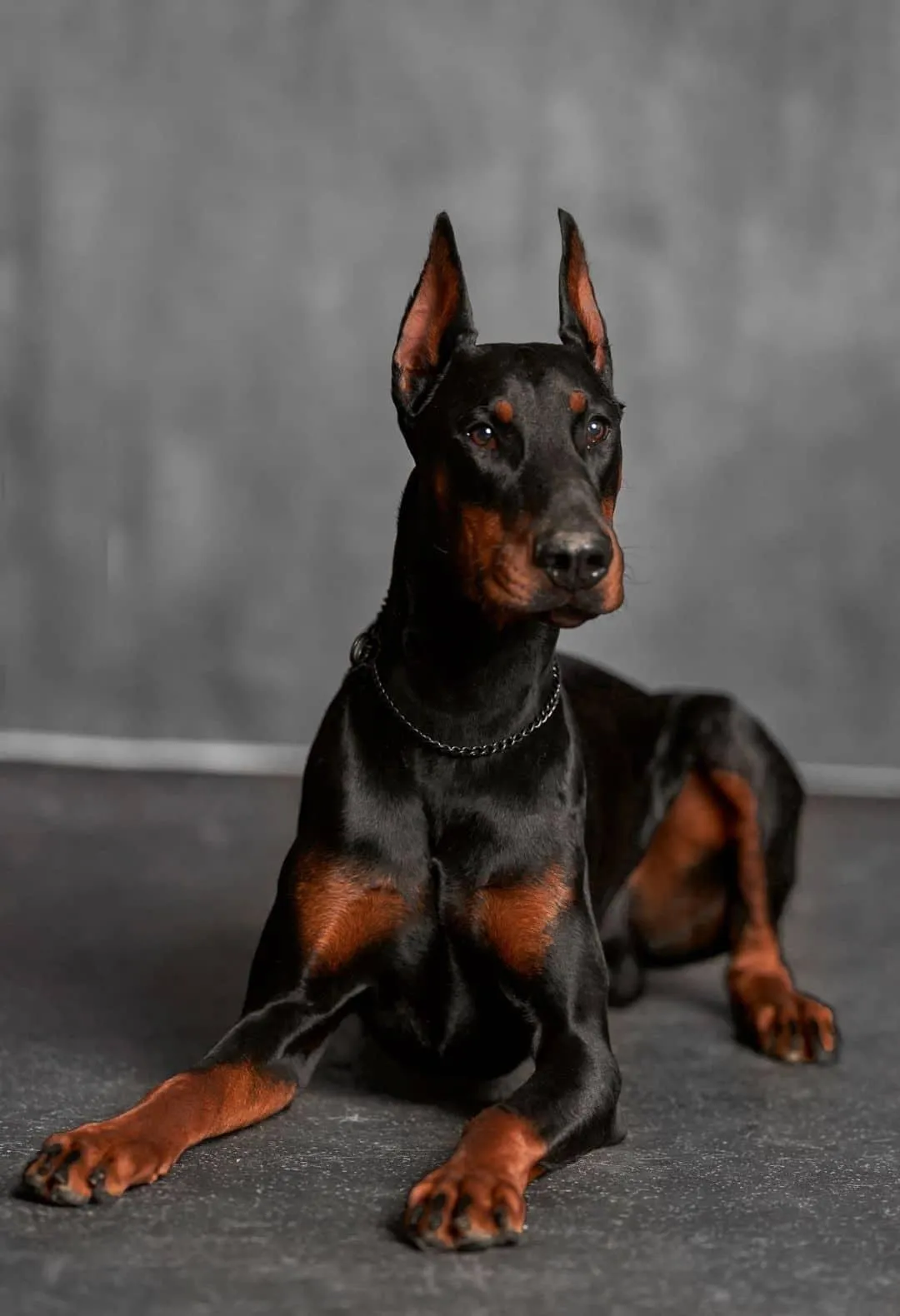 Louisville, KY, dog obedience training, puppy training near me, dog training