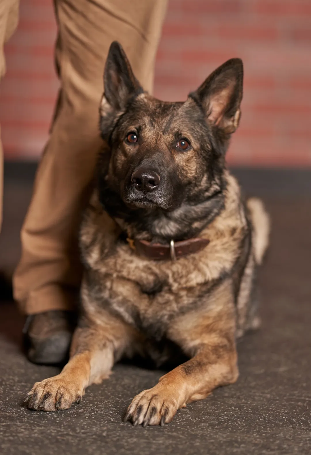 Professional dog training for protection, obedience and socialization at Working Dog Depot