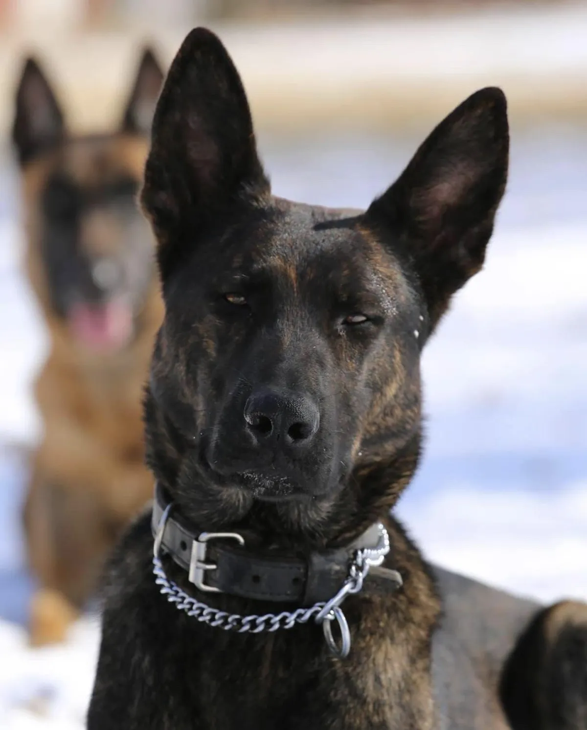 Louisville, KY, dog obedience training, puppy training near me, dog training