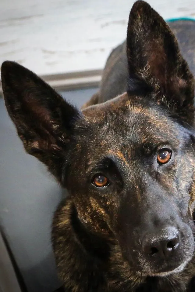 Professional dog training for protection, obedience and socialization at Working Dog Depot