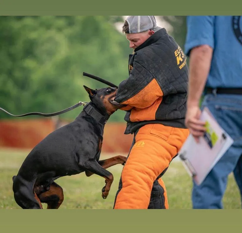 dog protection training, CAP 1-3, 