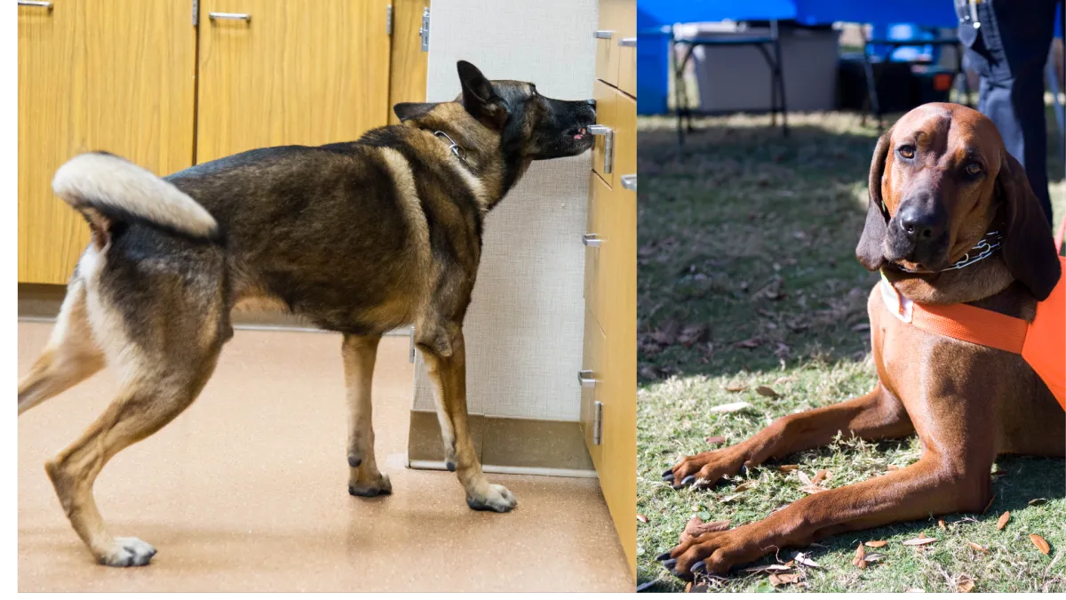 dog detection services, Louisville, KY