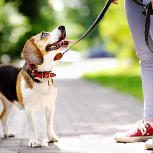 A middle-aged person stands at a crossroads sign in a rural landscape, looking uncertain but hopeful. 3:2 aspect ratio, painterly style, warm colors.