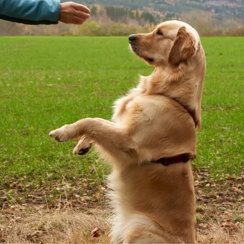 A young woman in her 20s sits on a park bench, gazing thoughtfully at a closed notebook, surrounded by autumn leaves. 3:2 aspect ratio, soft focus, contemplative mood.