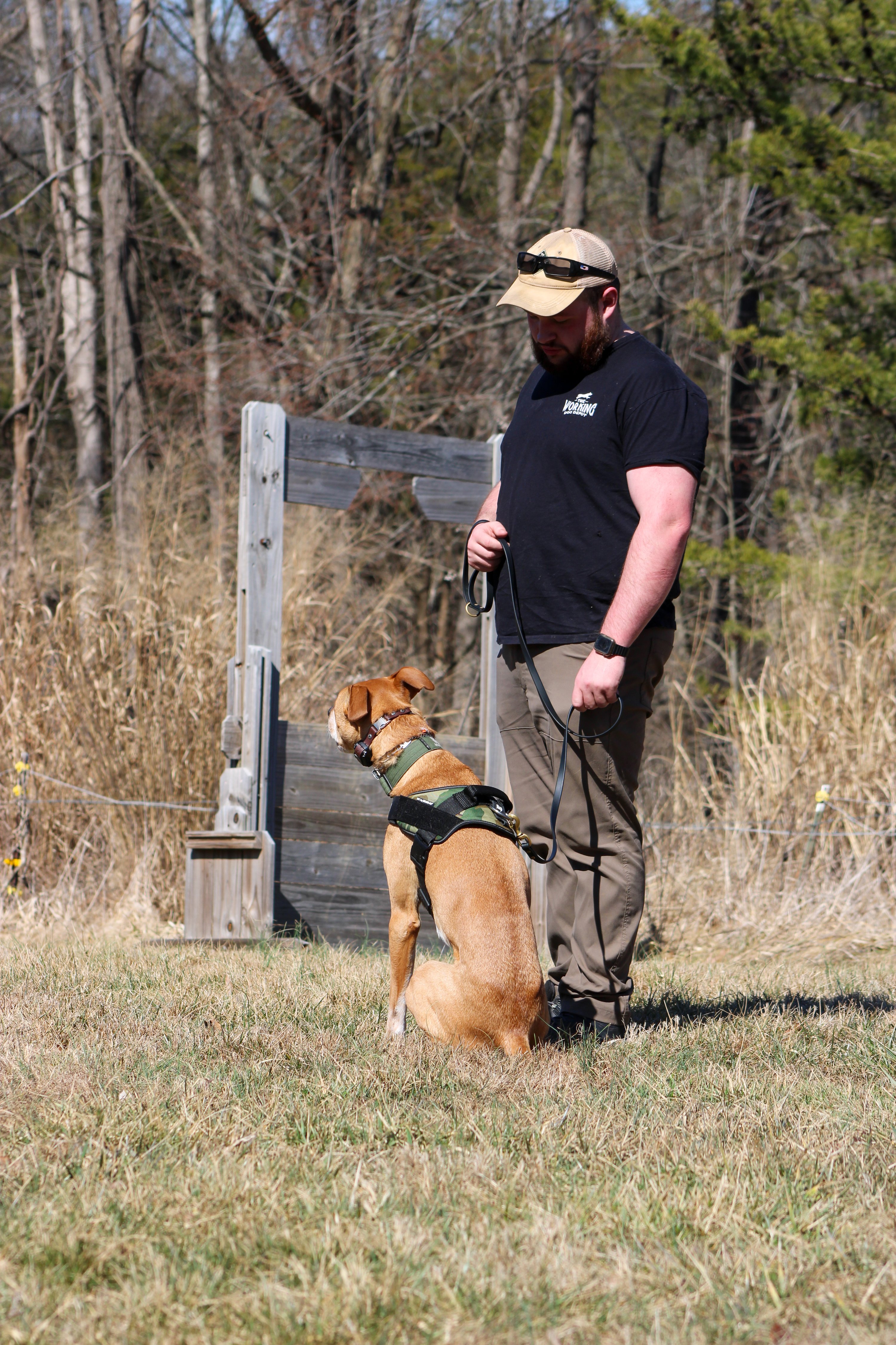 Building trust through dog obedience training in Louisville, KY and surrounding areas.
