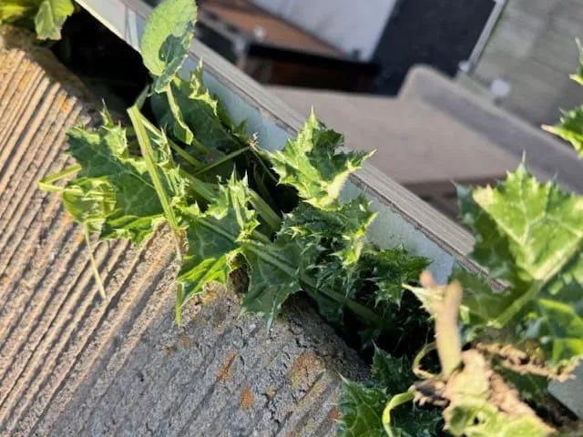 {{ custom_values.service_1 }} in {{custom_values.biz_area_1})