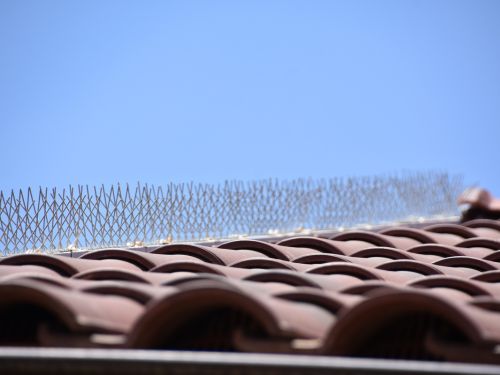 Bird proofing and squirrel abatement in Livermore