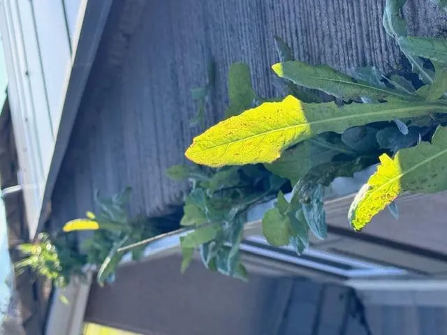  Gutter Guards Installation