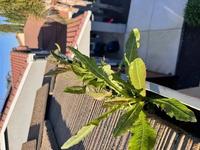 Livermore Gutter Cleaning