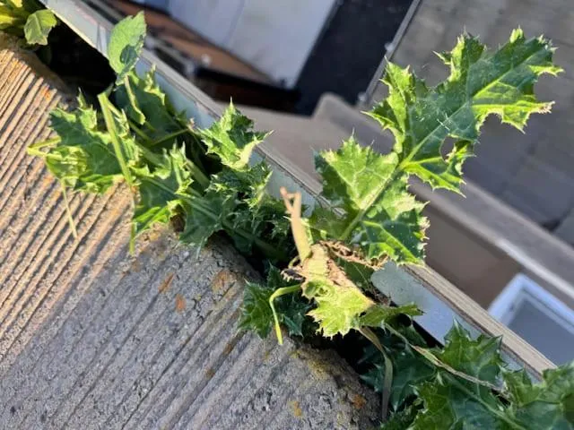 Pleasanton Gutter Cleaning