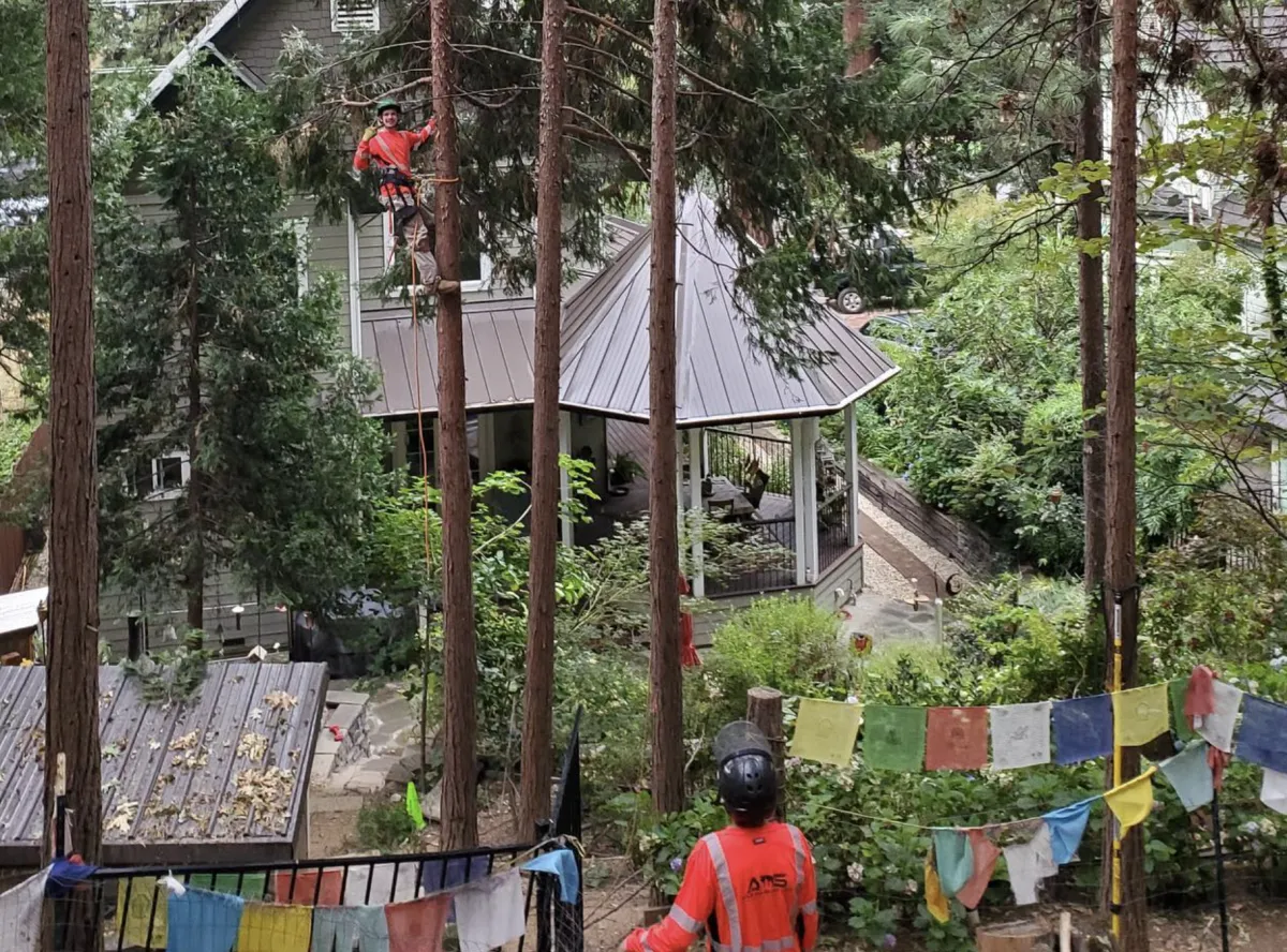 Hazardous fuel reduction and crane-assisted tree removal in Diamond Springs and Cameron Park - ADS Tree Service