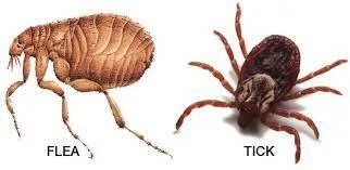 Shield your home from fleas and ticks with our residential pest control barrier three in NW Arkansas. Granulating vegetation within 20ft for a pest-free environment.