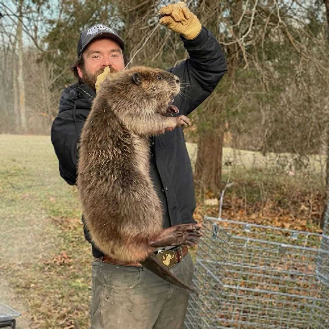 Humane beaver removal in Northwest Arkansas. Network Pest Control traps and relocates beavers, protects your property, and prevents return. Call today.