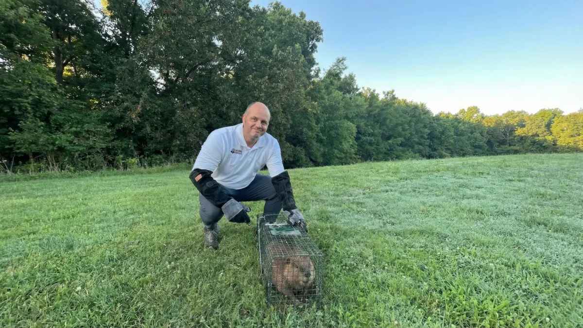 Licensed pest control technician with protective gloves crouching next to a humane live cage trap with a captured beaver on a residential property in Rogers, Arkansas