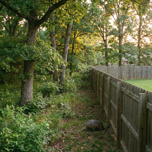 Wildlife approaching a residential backyard from a wooded park edge in Cave Springs Arkansas