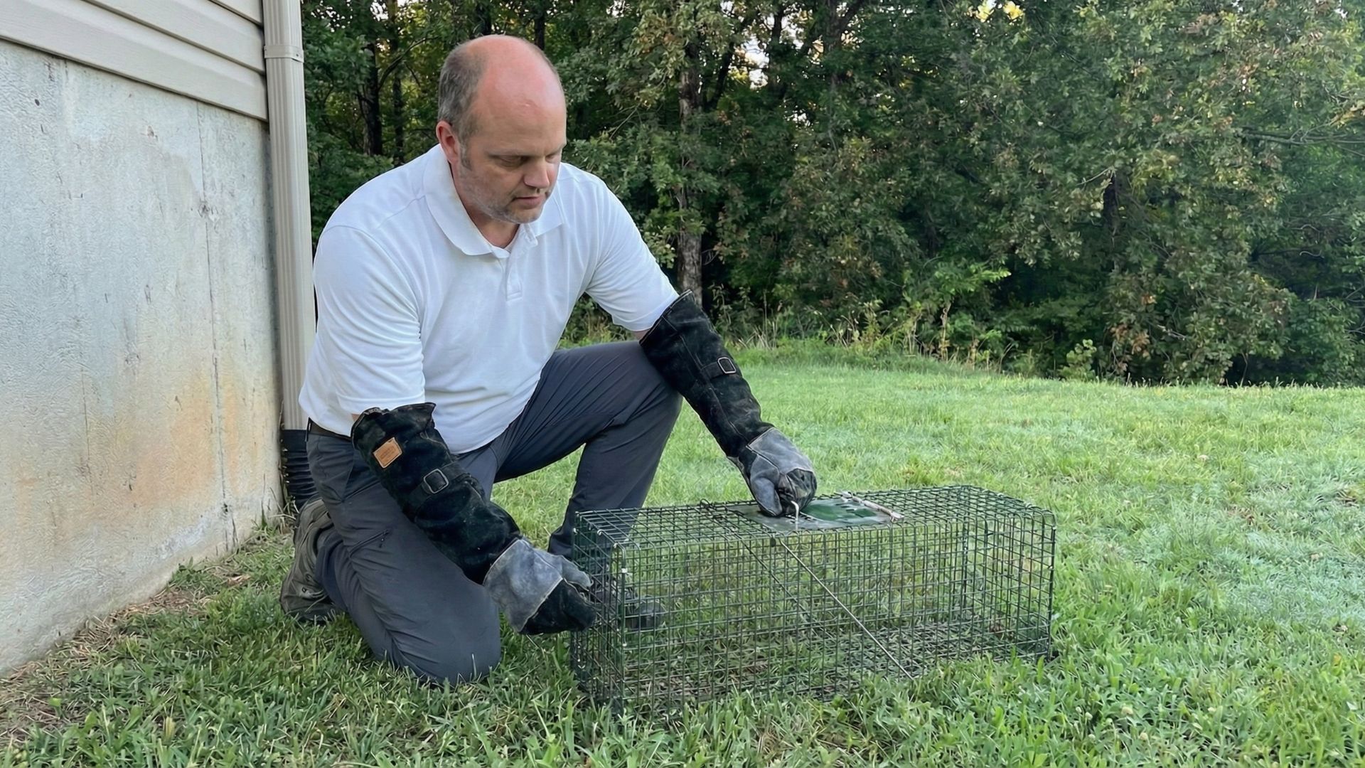 Licensed technician setting a humane wildlife trap near a home foundation in Cave Springs Arkansas
