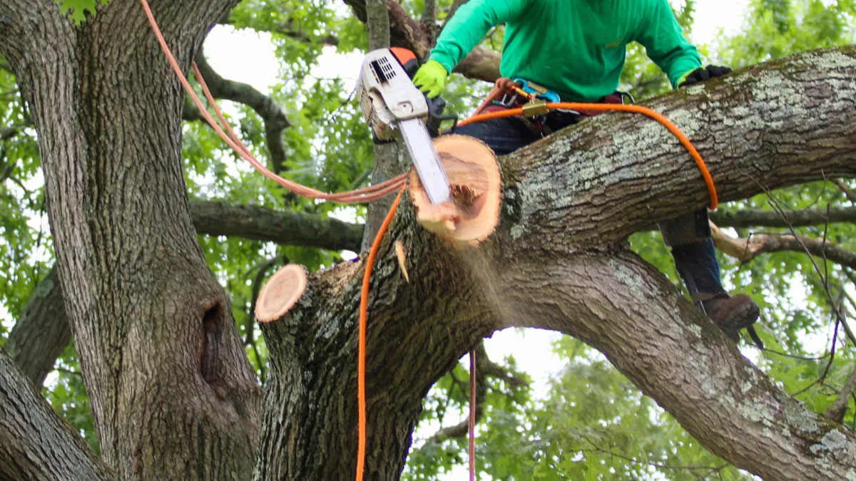 EMERGENCY TREE SERVICE SEVERN