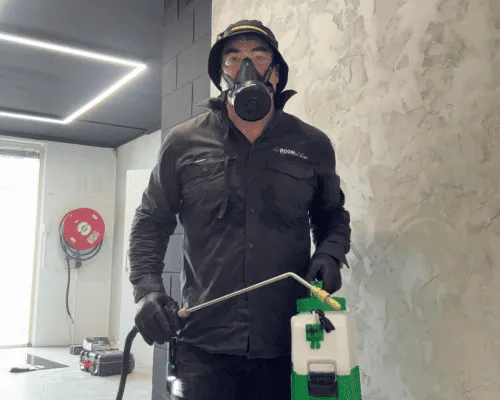 Termite Inspection Brisbane