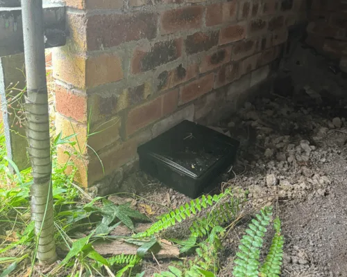 Termite Management Brisbane