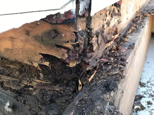 Sandgate Termite Management