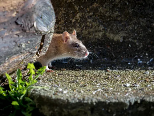  Residential Pest Control