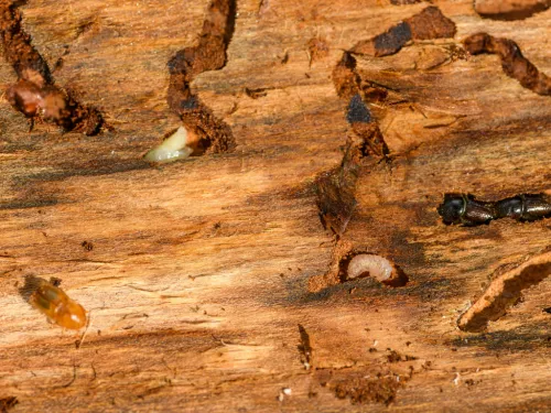 Brighton Termite Treatment