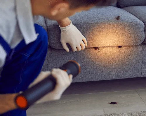 Taigum Residential Pest Control