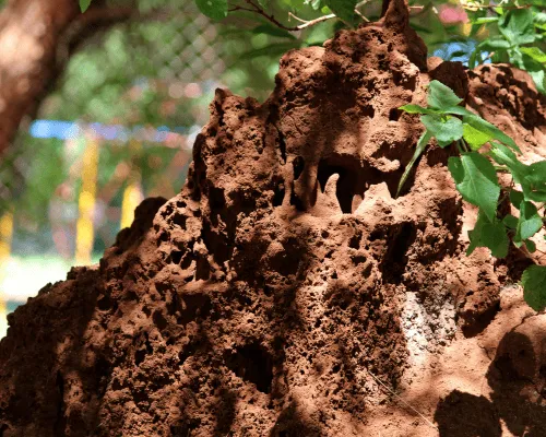 Commercial Pest Control
