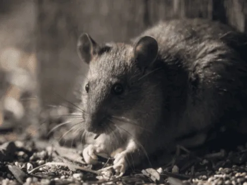 Rodent Control in Brisbane