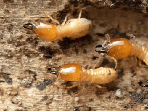 Termite Inspection in Brisbane