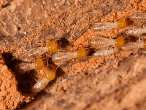 Termite Treatment in Brisbane