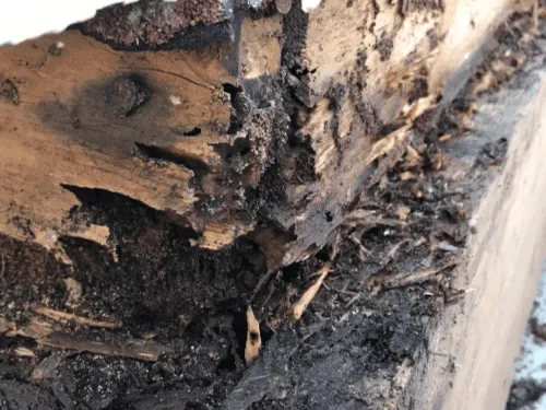 Termite Management in Brisbane