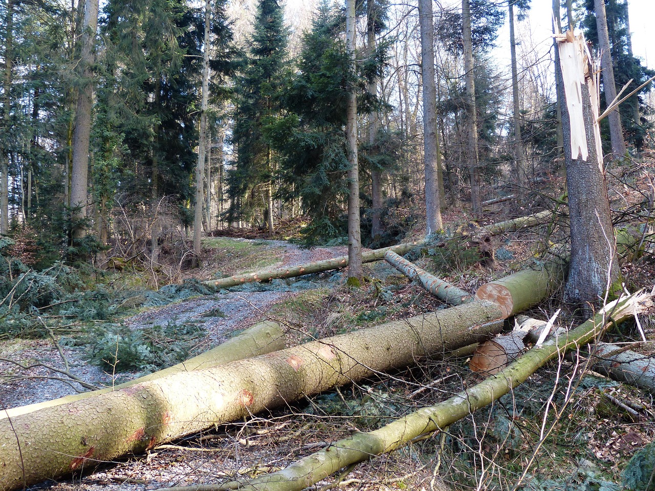 area covered with green leafed plants