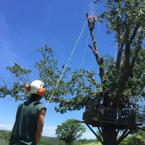 Tree Health Care Asheville, NC
