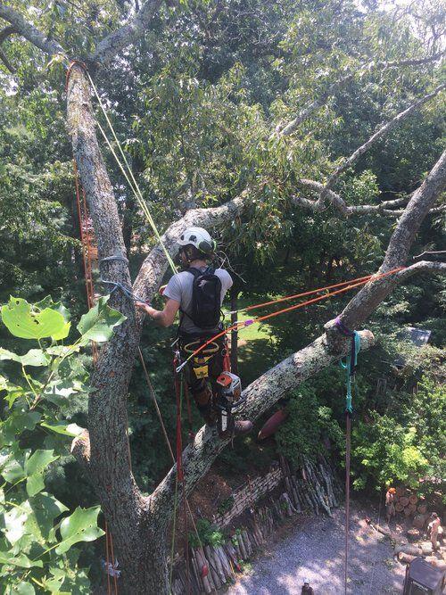 Tree Planting & Transplanting Asheville, NC