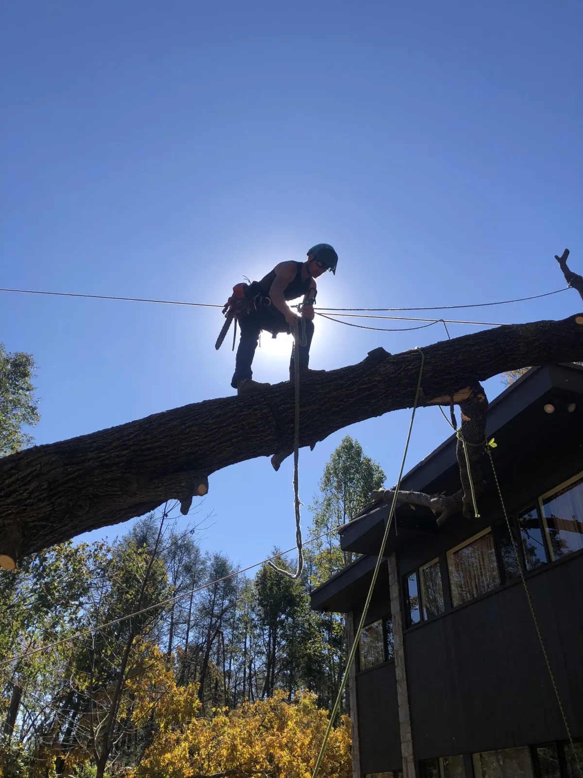 Tree Risk Assessment Asheville, NC