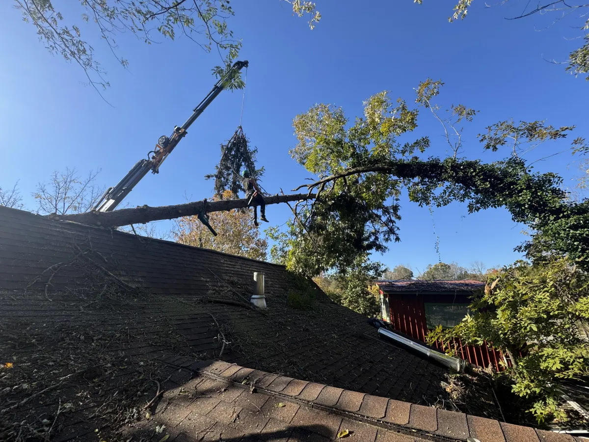 Weaverville Tree Risk Assessment