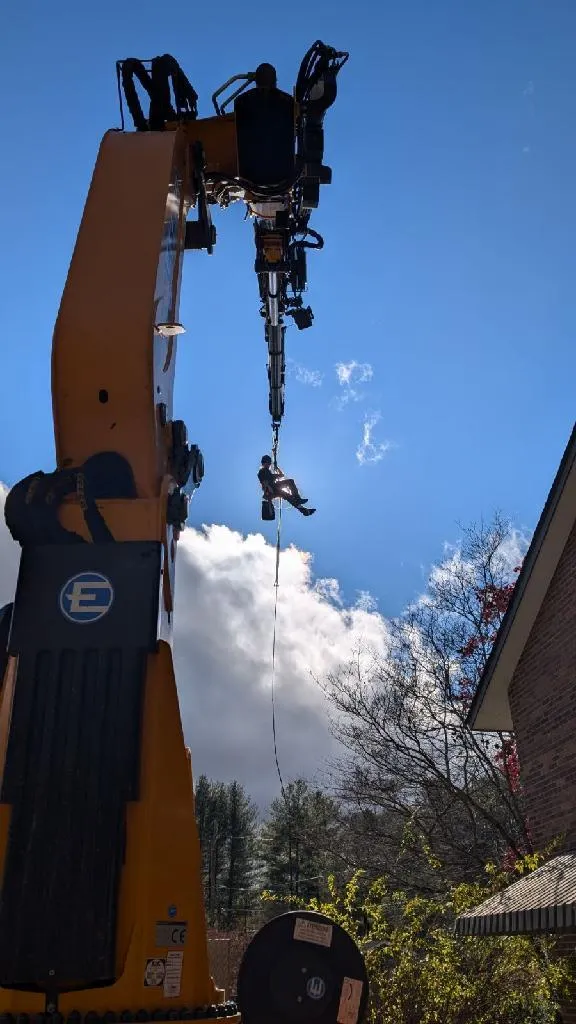 Tree Health Care Asheville, NC