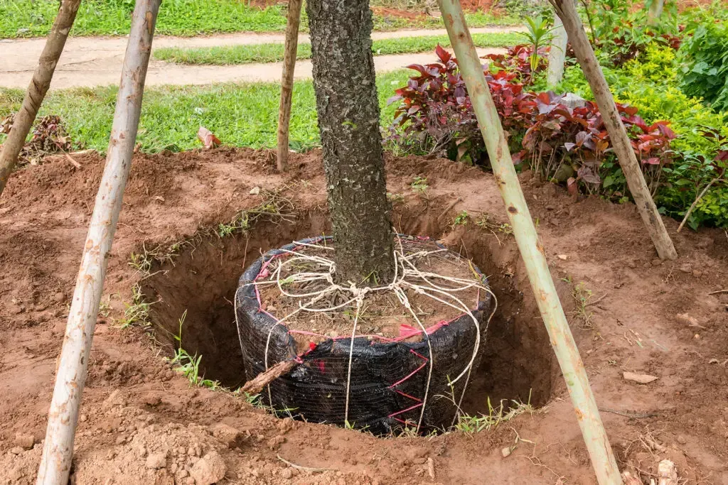 Tree Planting & Transplanting in Asheville, NC