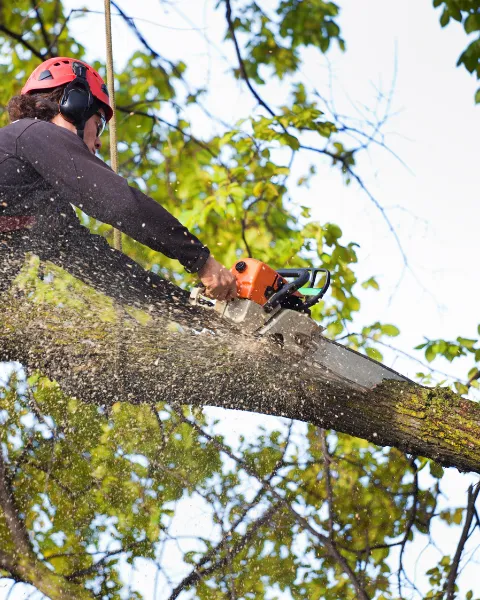 Black Mountain Tree Removal