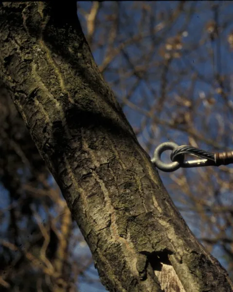 Weaverville Cabling & Bracing