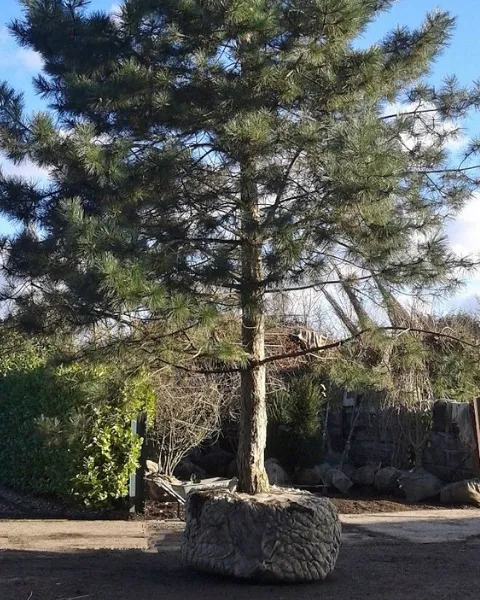 Weaverville Tree Planting & Transplanting