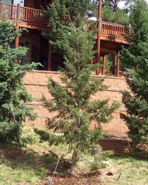 Asheville, NC Tree Planting & Transplanting